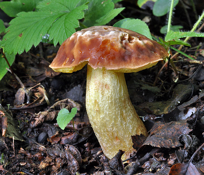 Boletus depilatus Hřib skvrnitý Gefleckthütige Röhrling