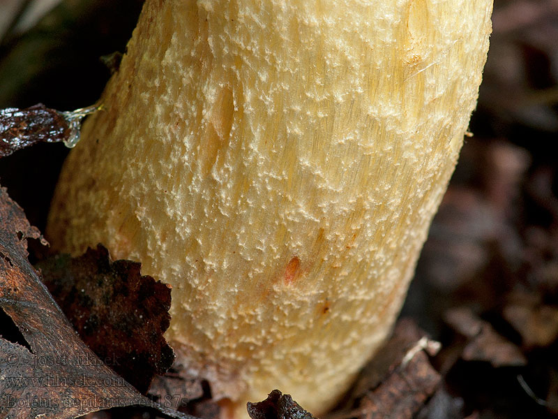 Boletus depilatus Jodormboleet Hríb jamkatý