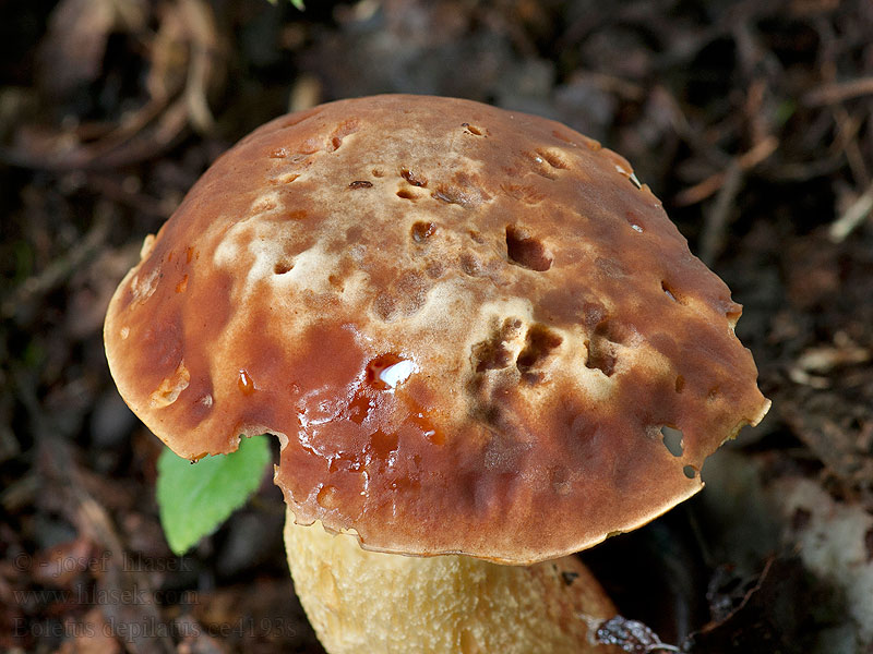 Boletus depilatus Bleg rørhat Bolet chauve