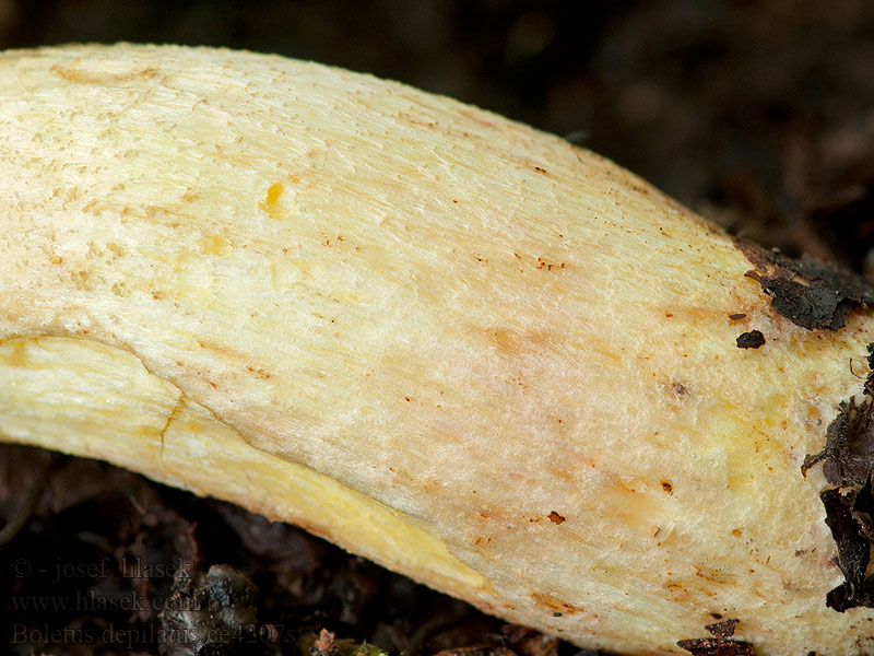 Boletus depilatus Болет неопушенный Ragyás tinórú