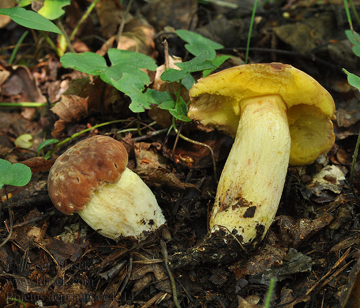 Jodormboleet Hríb jamkatý Boletus depilatus