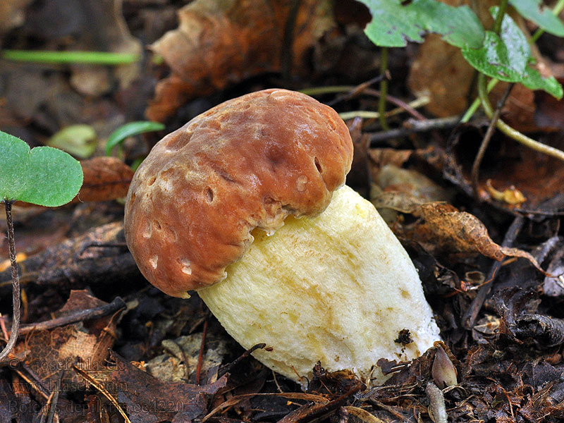 Hřib skvrnitý Boletus depilatus