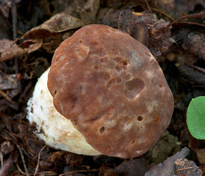 Gefleckthütige Röhrling Boletus depilatus