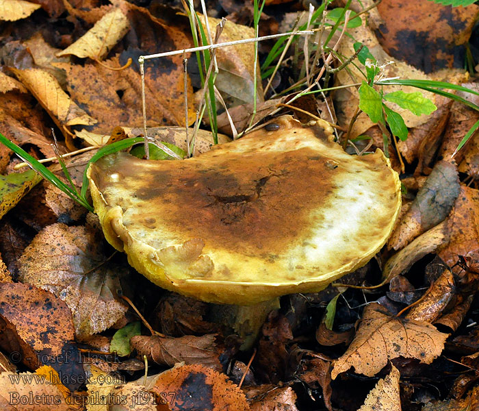 Bleg rørhat Bolet chauve Boletus depilatus