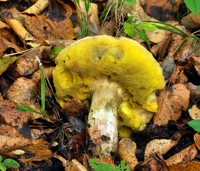 Болет неопушенный Boletus depilatus