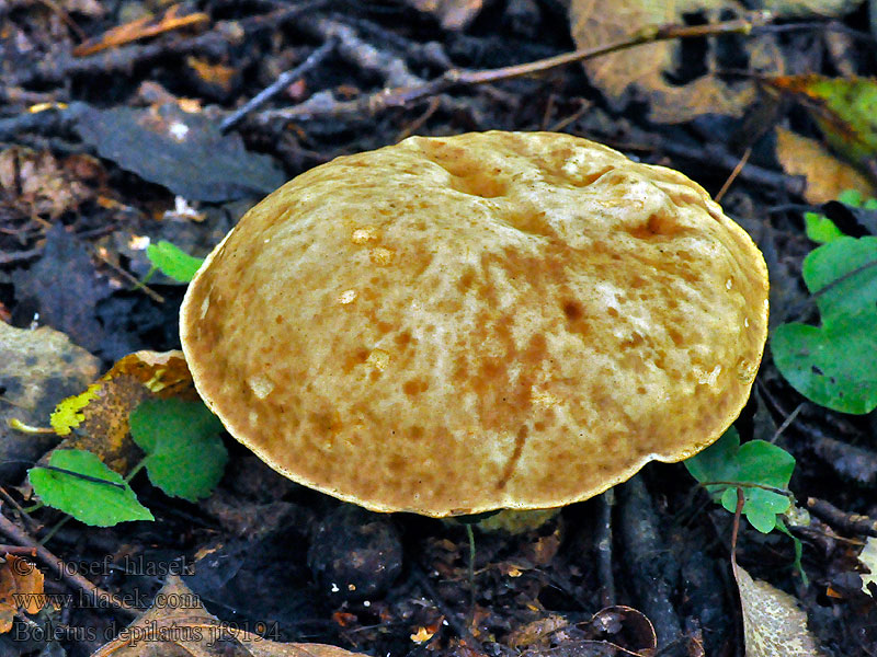 Ragyás tinórú Boletus depilatus