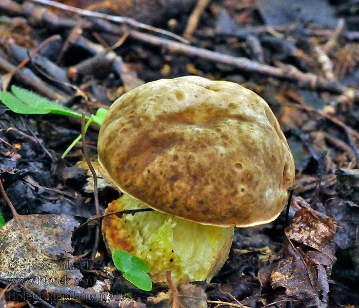 Boletus depilatus