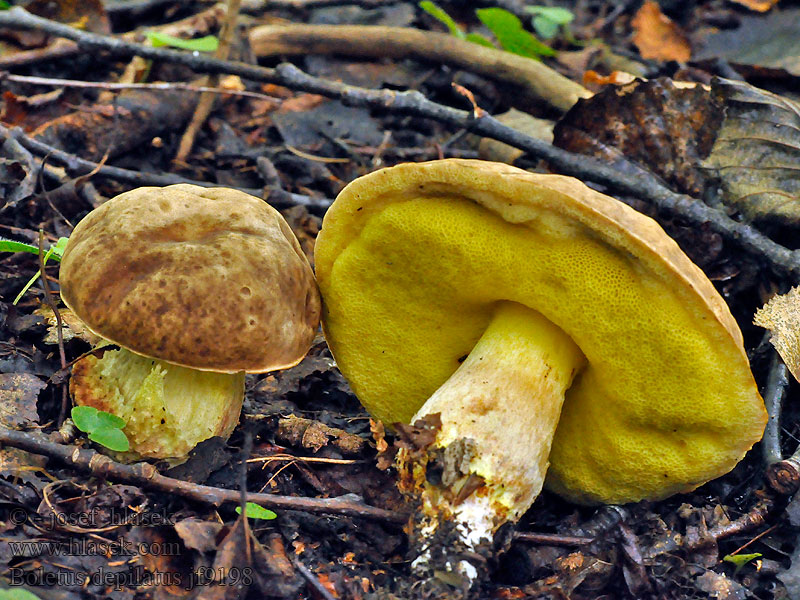 Boletus depilatus