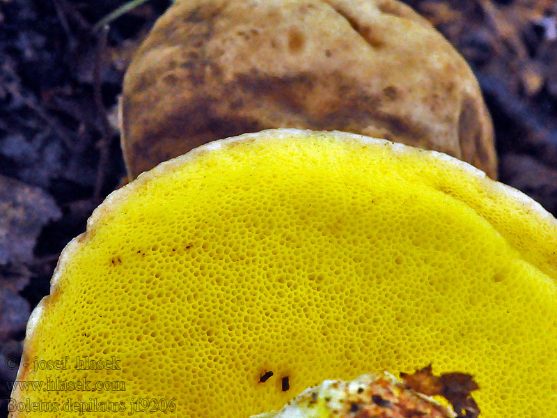 Hřib skvrnitý Gefleckthütige Röhrling Boletus depilatus