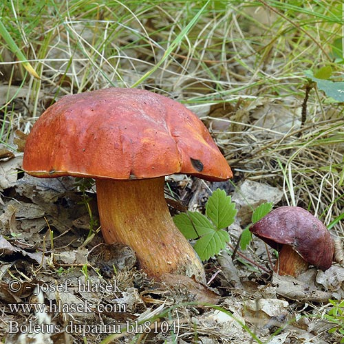 Boletus dupainii Hřib Dupainův Blutroter Hexenröhrling