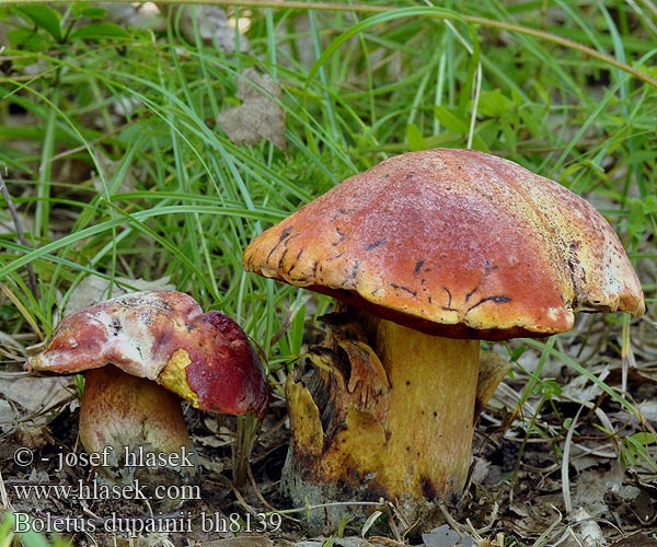 Boletus dupainii bh8139