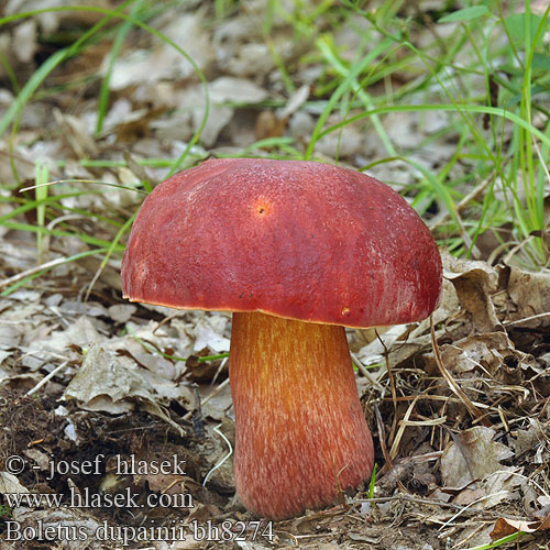 Болет Дюпена Dupainov goban Dupain’s bolete