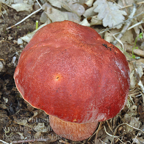 Boletus dupainii bh8276