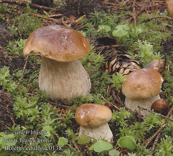 Boletus edulis ac0138