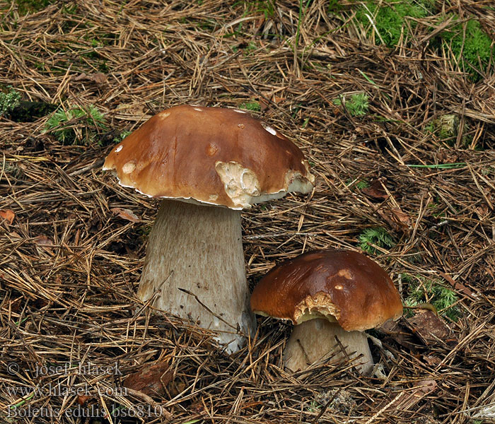 Çörek mantar Белый гриб ヤマドリタケ 牛肝菌科 Porcini King Bolete