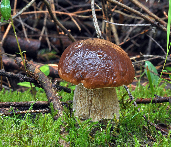 Boletus edulis Hřib smrkový