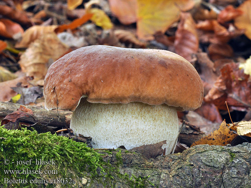 Borowik szlachetny prawdziwek Hríb smrekový Boletus edulis