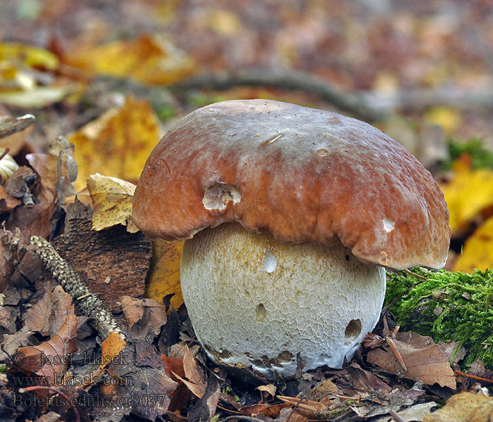 Hřib smrkový Boletus edulis