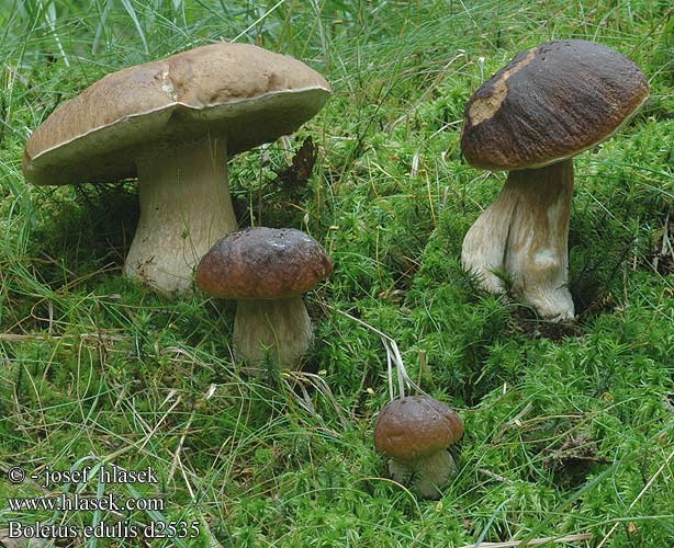 Boletus edulis Çörek mantar Karljohan stensopp Jesenski goban