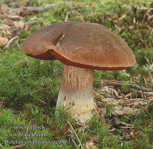 Boletus erythropus Hřib kovář Bolet pied rouge