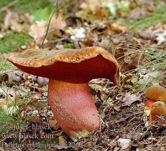 Boletus erythropus Hríb zrnitohlúbikový Dotted-stem Bolete