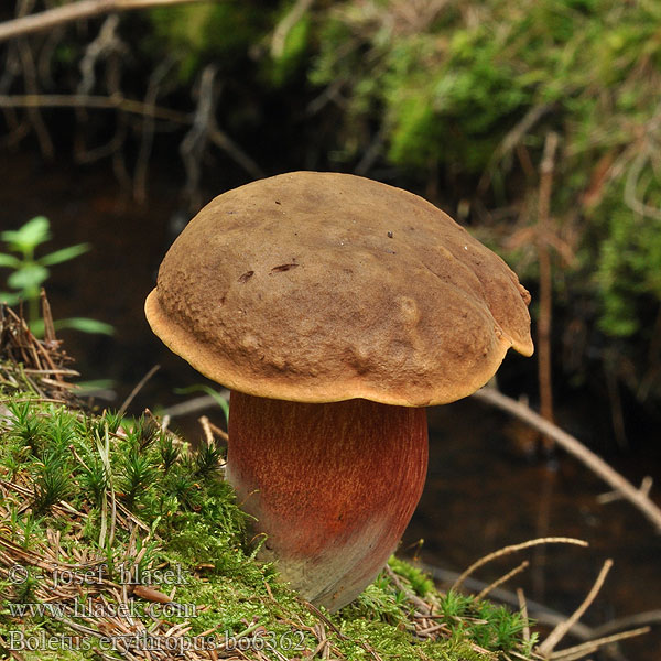 Hřib kovář Bolet pied rouge Червеностъблена манатарка