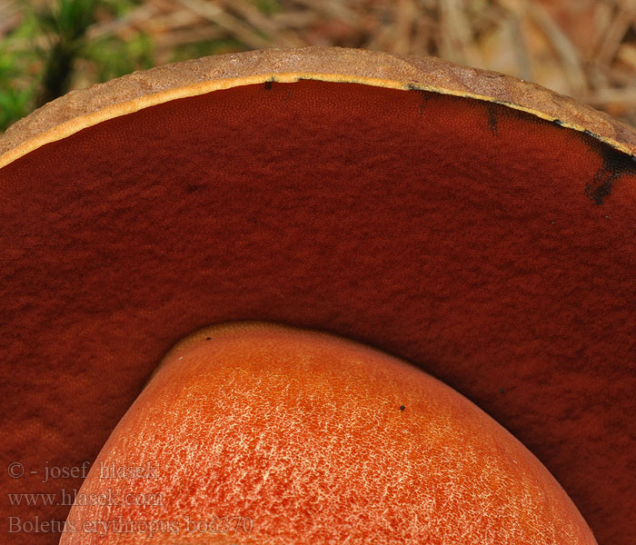 Boletus_erythropus_bo6370