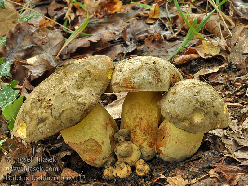 Boletus_fechtneri_bm0132