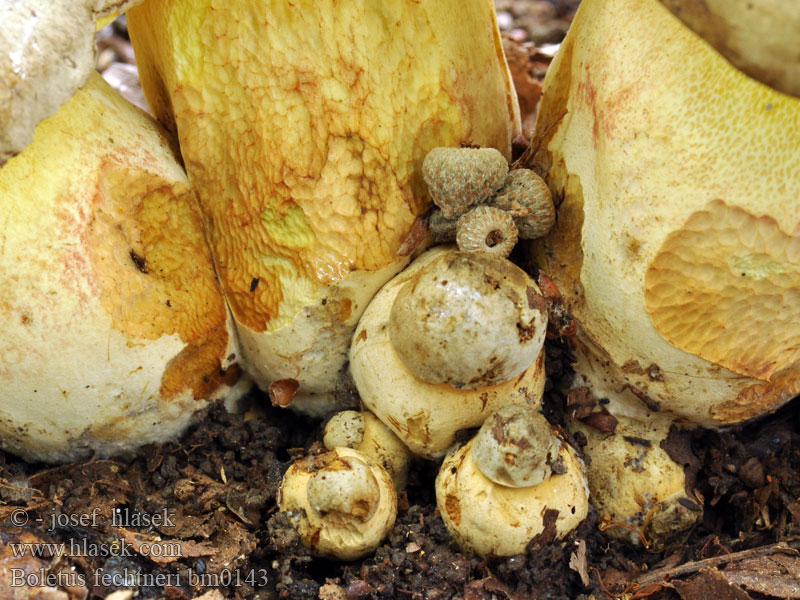 Boletus fechtneri Bleke boleet Borowik blednący