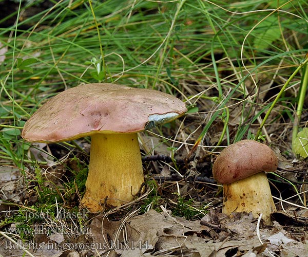 Boletus fuscoroseus pseudoregius Hřib růžovník Falscher