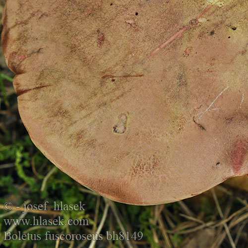 Boletus fuscoroseus bh8149