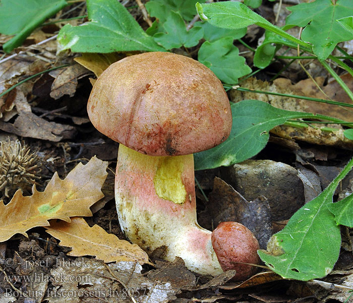 Hřib růžovník Boletus fuscoroseus