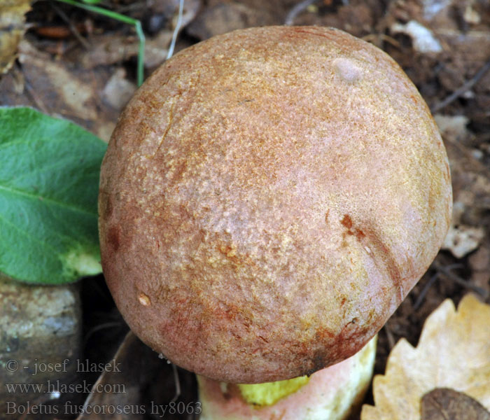 Falscher Königsröhrling Blauender Boletus fuscoroseus