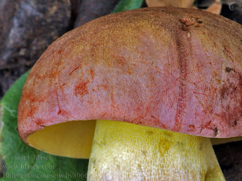 Hríb nádherný Boletus fuscoroseus