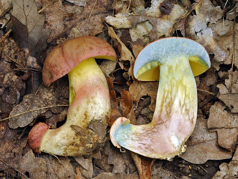 Falscher Königsröhrling Blauender