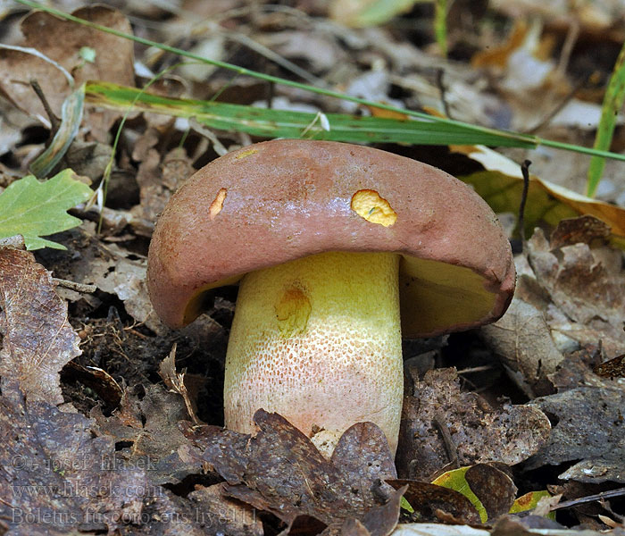 Boletus fuscoroseus