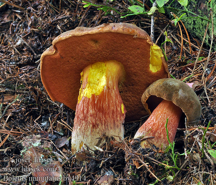 Boletus immutatus