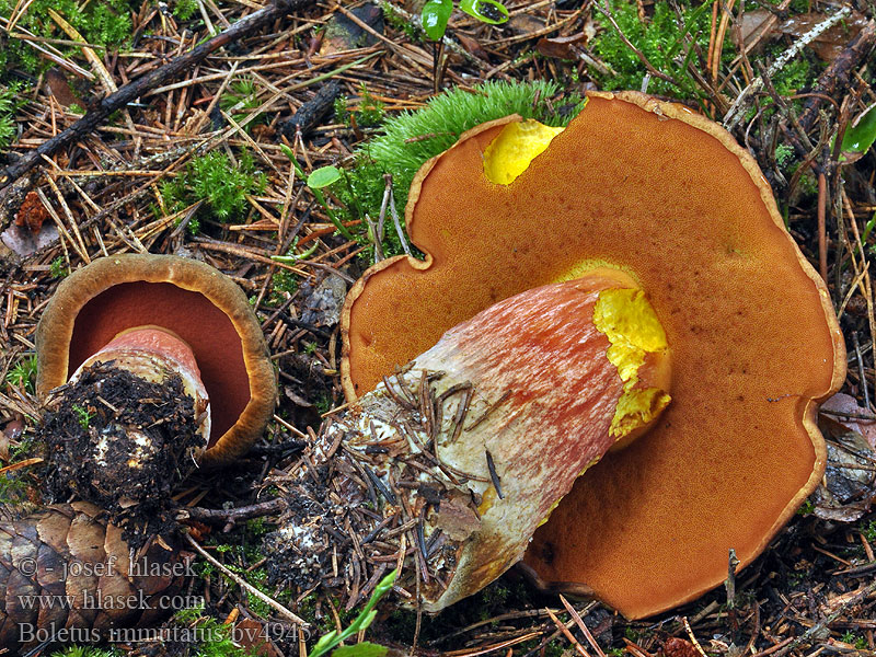 Hřib neměnný Boletus immutatus