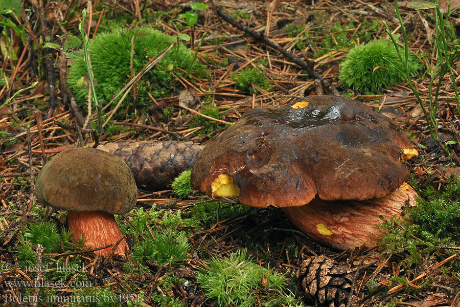 Boletus immutatus