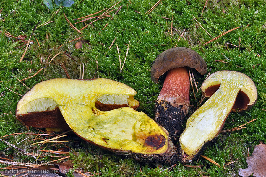 Boletus immutatus Hřib neměnný