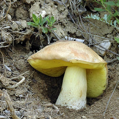 Boletus impolitus Iodine Bolete Fahlen Röhrling Hřib plavý