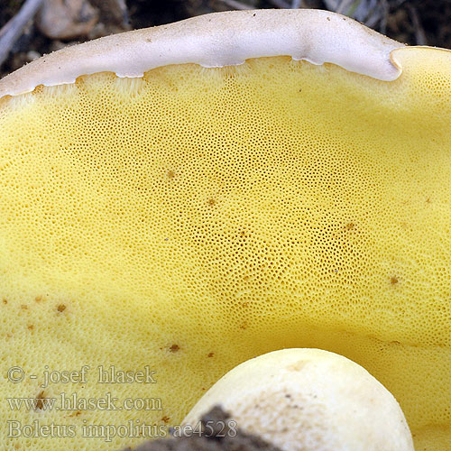 Boletus impolitus ae4528