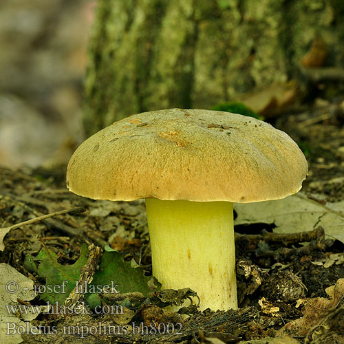 Boletus impolitus bh8002