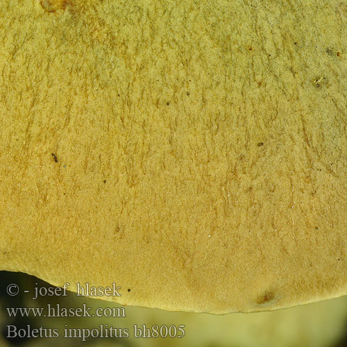 Boletus impolitus bh8005