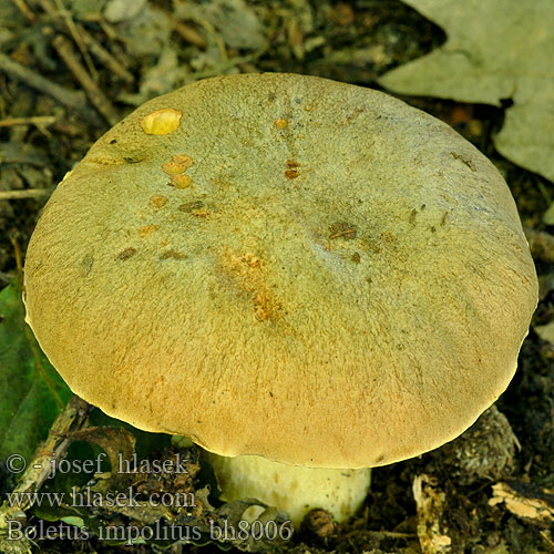 Boletus impolitus bh8006