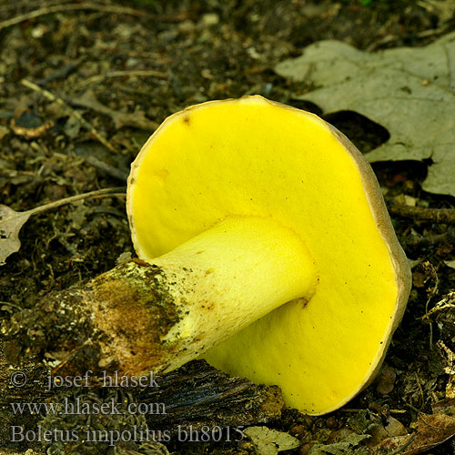 Boletus impolitus bh8015