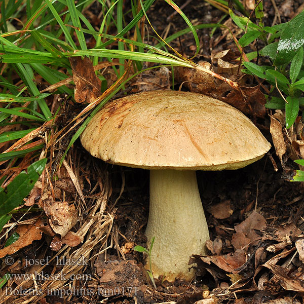 Boletus_impolitus_bm0171