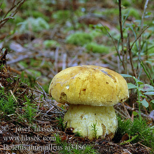 Boletus junquilleus Hřib žlutý Falscher Schwefelröhrling