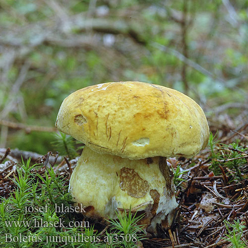 Boletus junquilleus Yellow Bolete Gul blodrørsopp