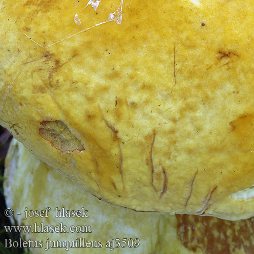 Boletus junquilleus aj3509